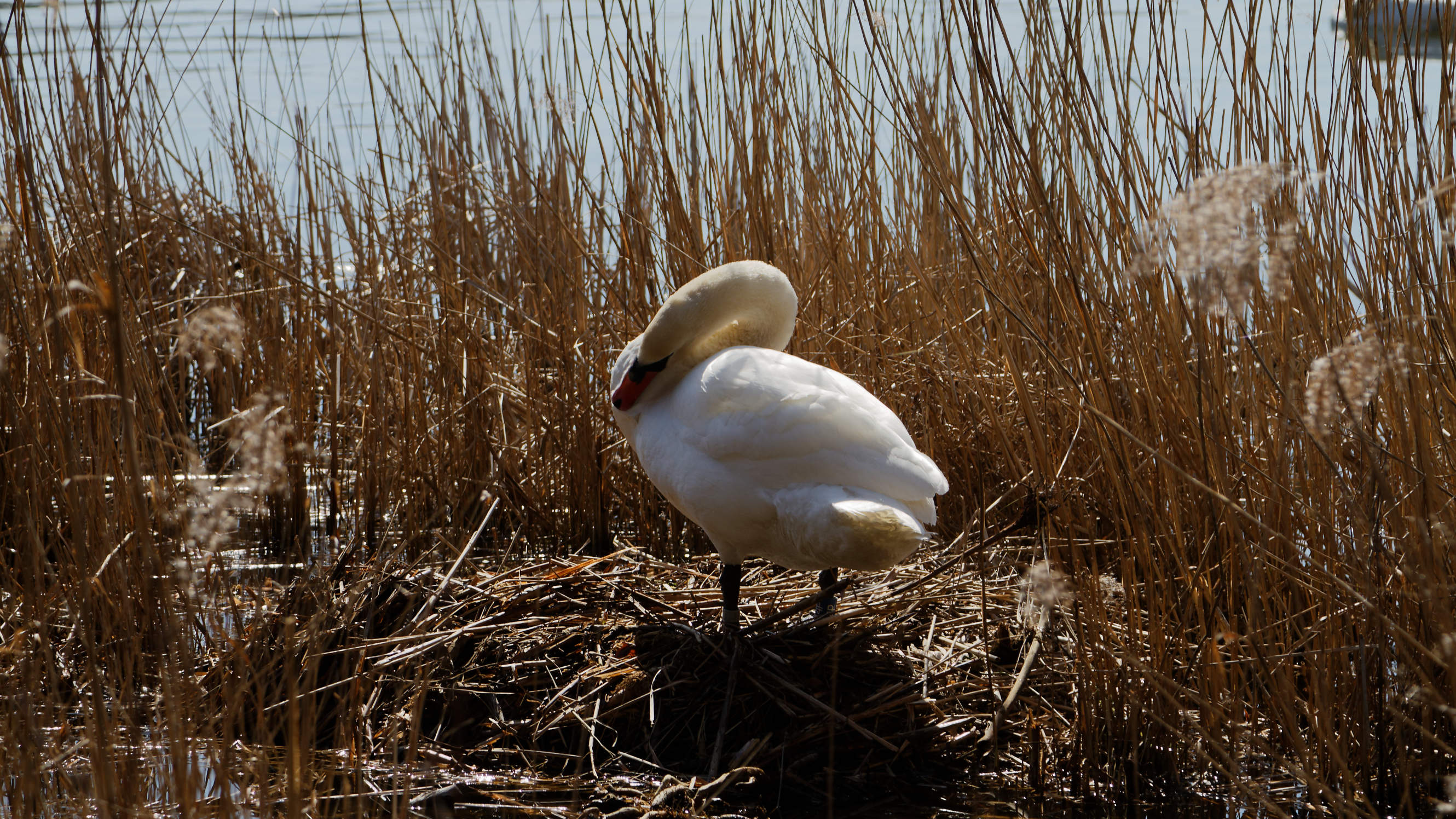 20210420 Lyngby Sø 35